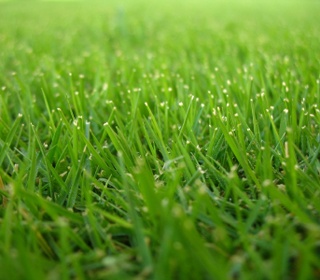 Green_lawn