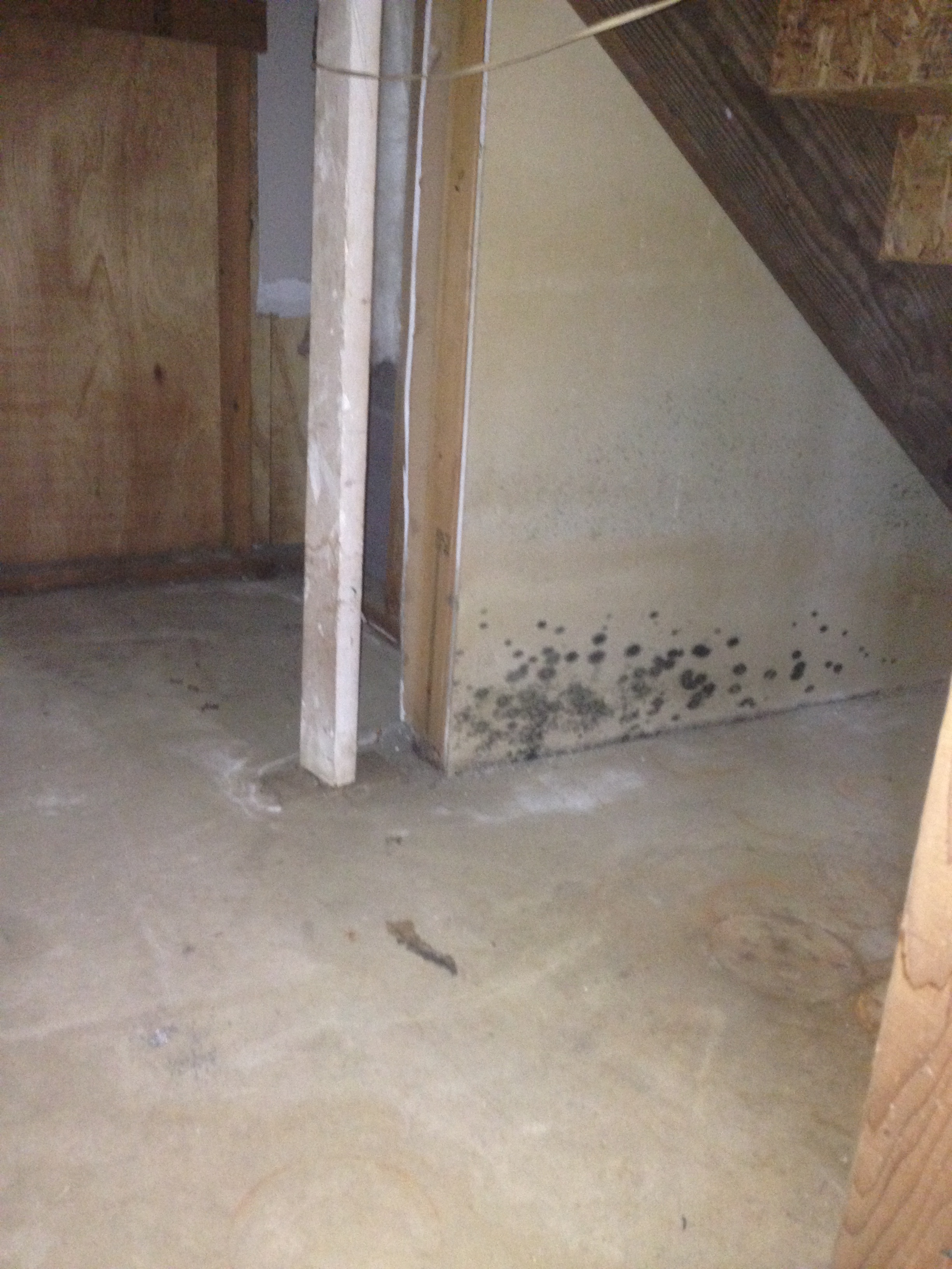 Mold Remediation NJ