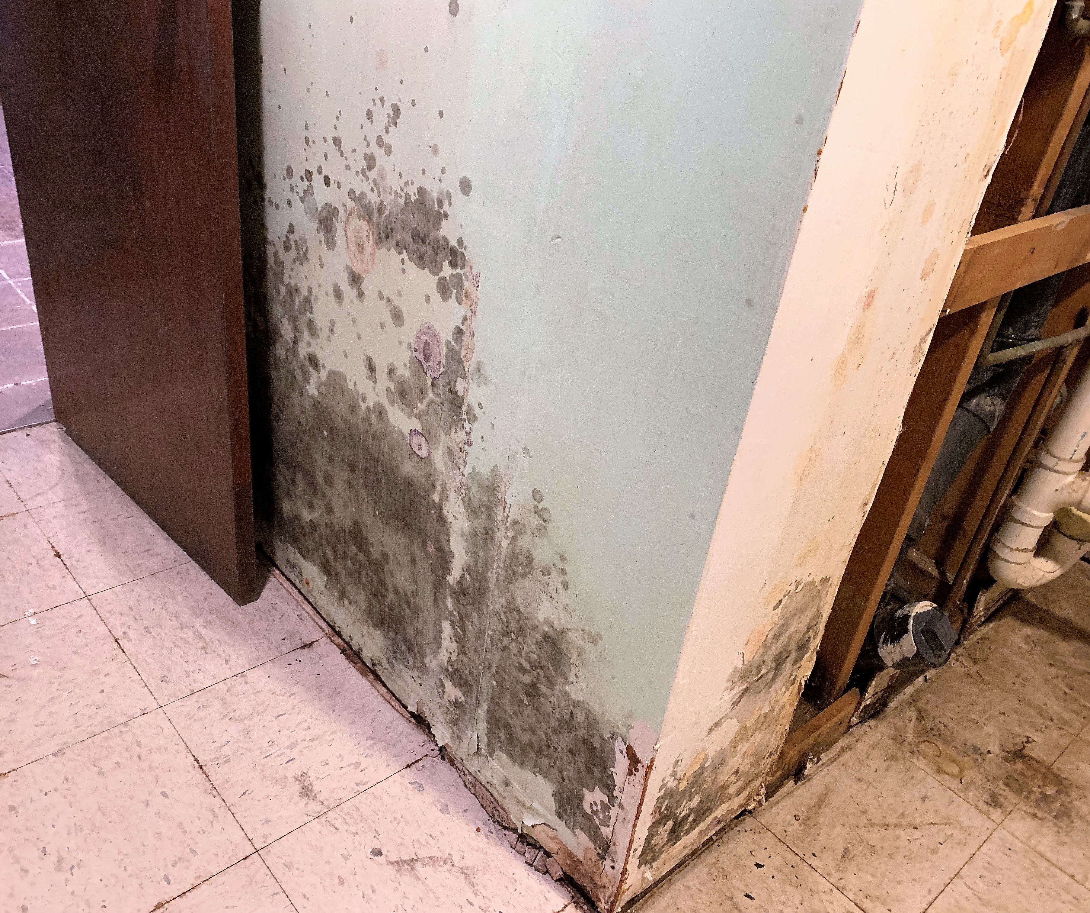 Curren Mold Remediation