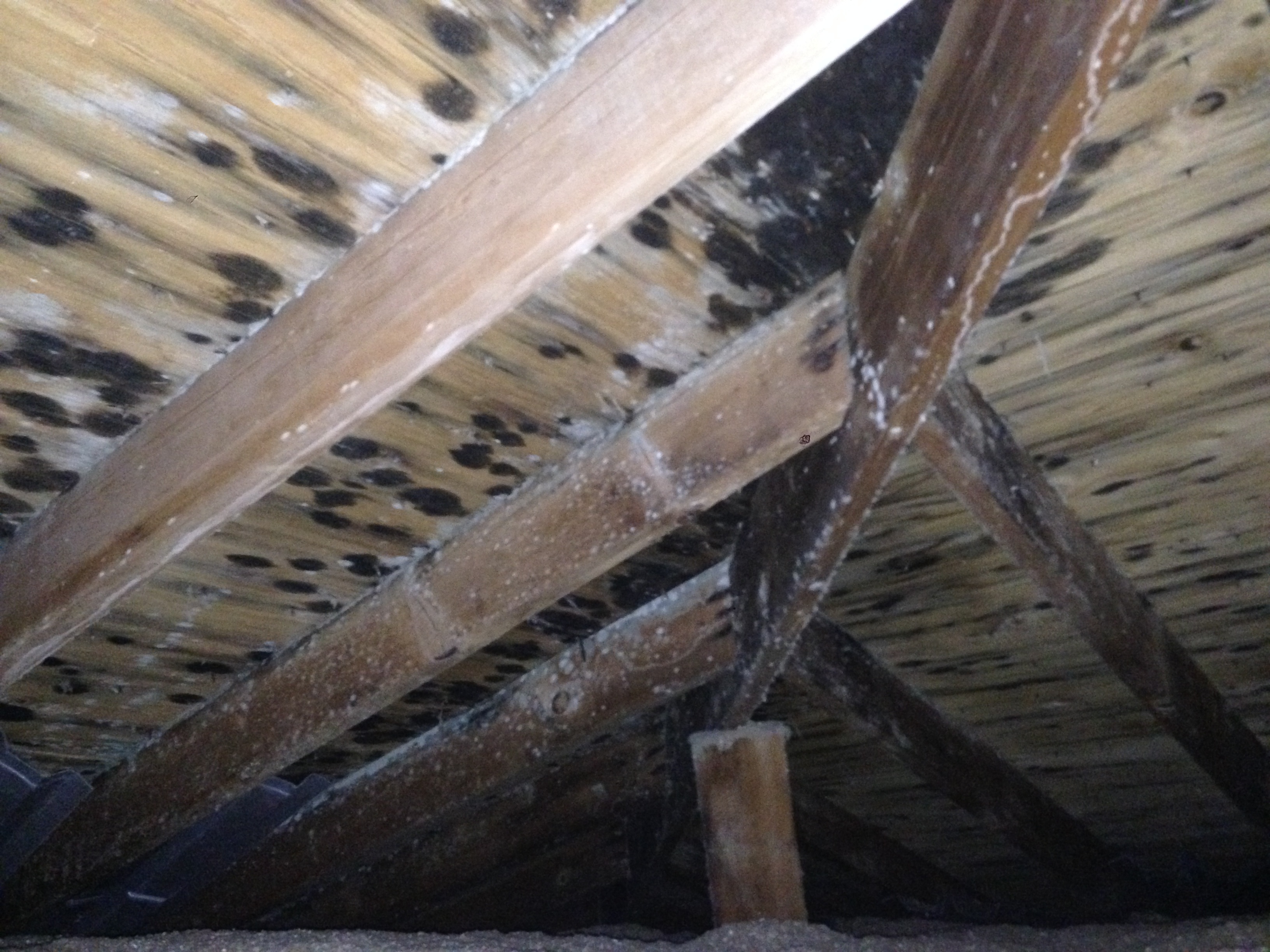 attic mold